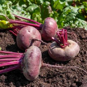 Betterave Potagère Noire Plate d'Egypte